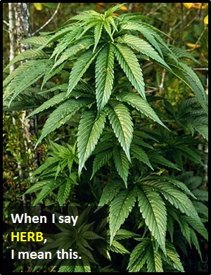 meaning of HERB