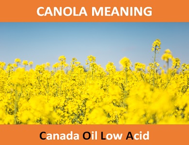meaning of Canola