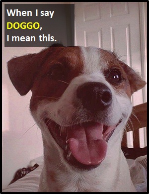 meaning of Doggo