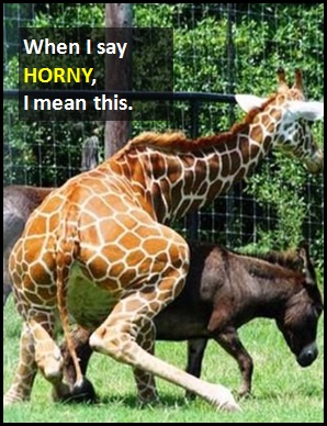 meaning of HORNY