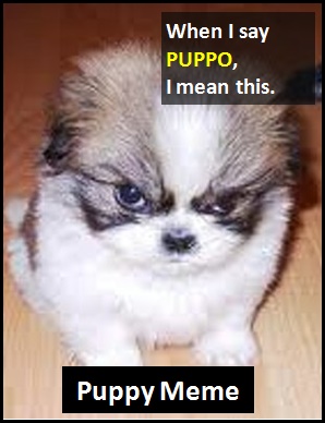 meaning of PUPPO