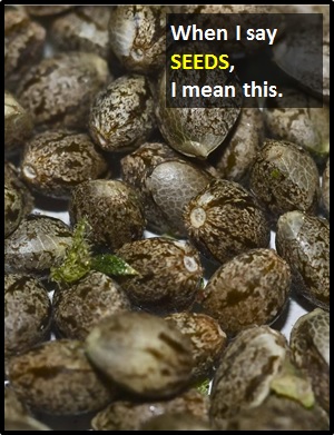 meaning of SEEDS